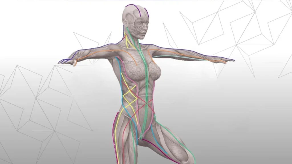 Anatomy Trains