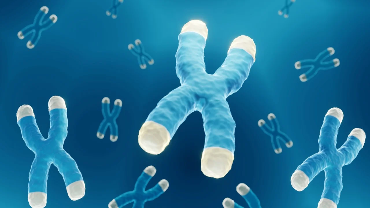 lengthen telomeres